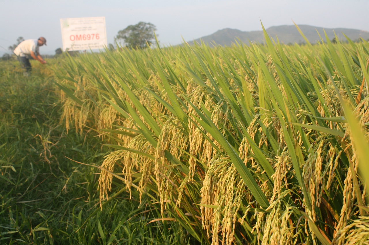 Hướng dẫn gieo trồng giống lúa OM6976