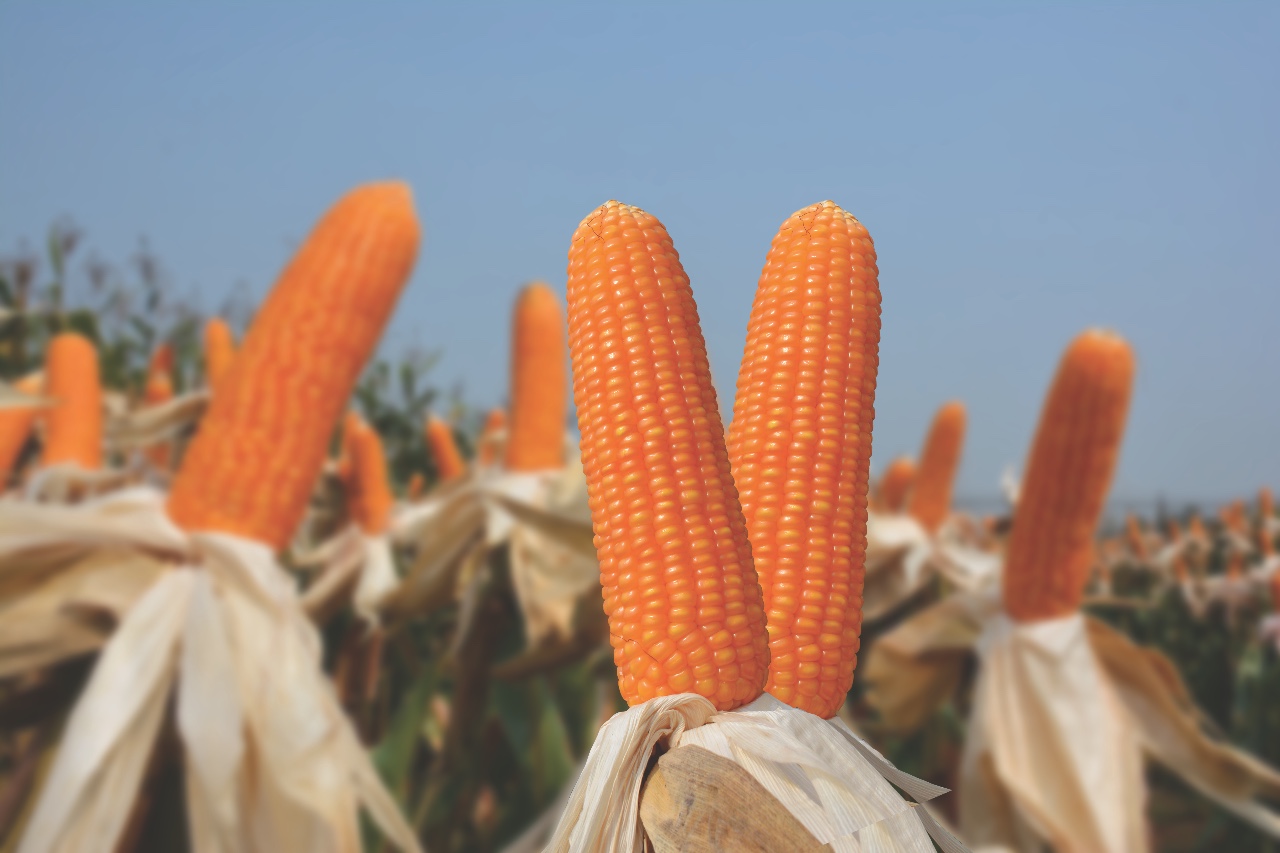 Kỹ thuật trồng ngô lai đơn SSC131 New