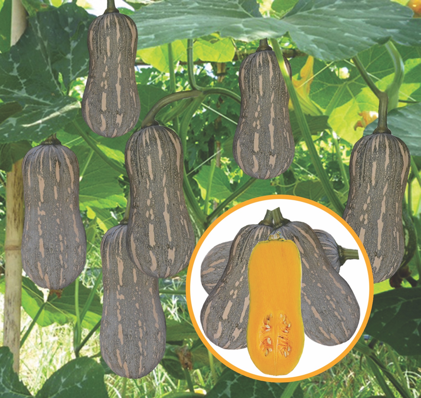 Hướng dẫn gieo trồng giống bí đỏ lai F1 - Super GoldStar 999