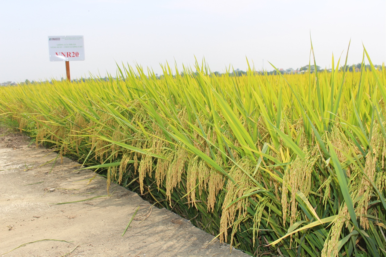 Hướng dẫn gieo trồng giống lúa thuần VNR20