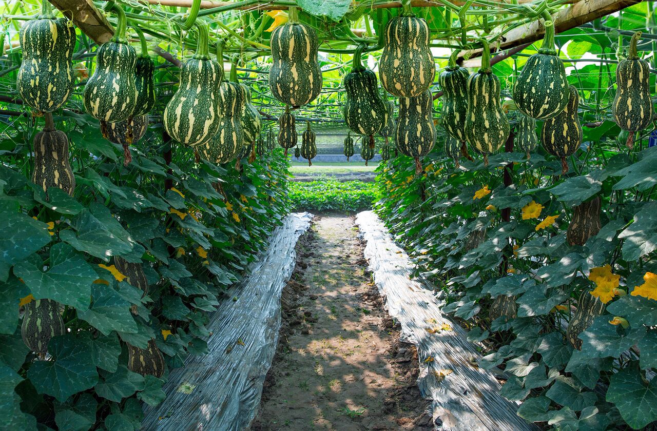 Hướng dẫn gieo trồng giống bí đỏ lai F1 - GoldStar 998