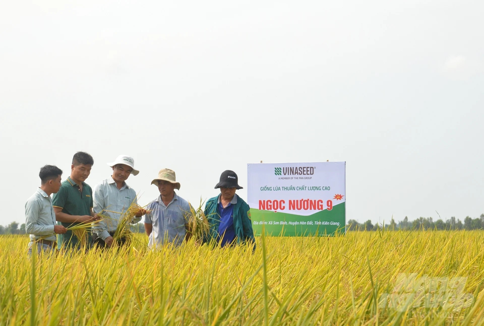 Ngoc Nuong 9 rice variety trial yields profit of 45 million VND/ha