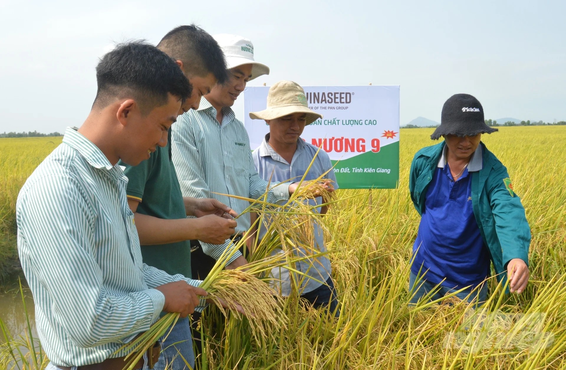 Giống lúa Ngọc Nương 9 sản xuất thử lợi nhuận 45 triệu đồng/ha
